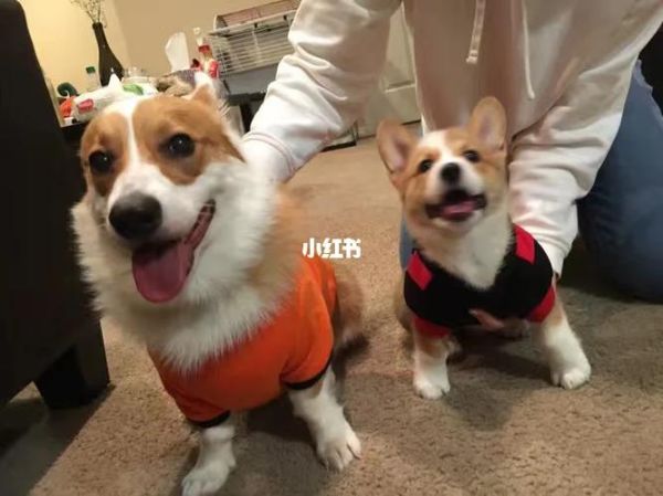 买狗的( 养狗一年要花多少钱)