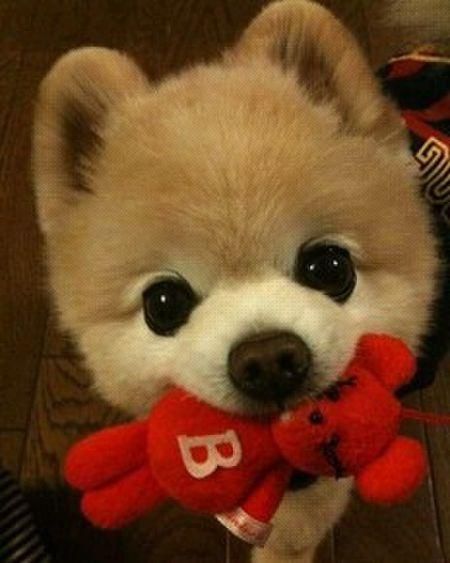 俊介是什么品种的狗(它为什么这么火)