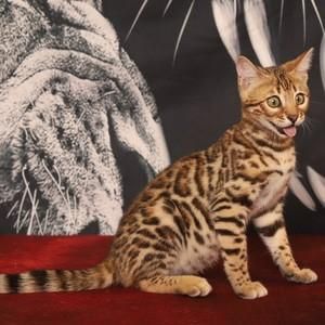 加州闪亮猫( 它的毛色真的像豹纹一样吗)