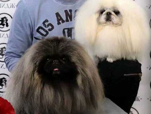 北京犬价格(贵点的又贵在哪)