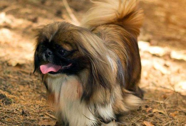 北京犬价格(贵点的又贵在哪)