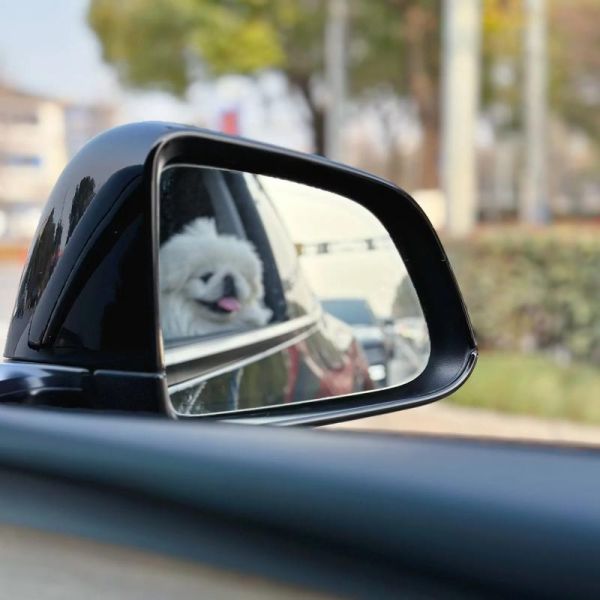 北京犬多少钱(一只京巴值多少钱)