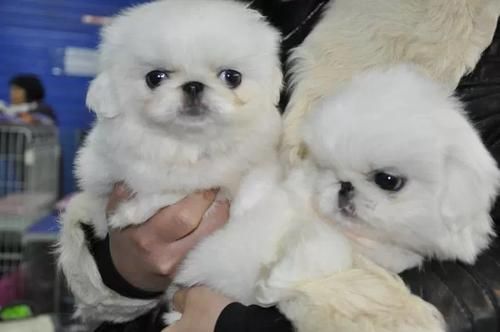 北京犬多少钱(一只京巴值多少钱)