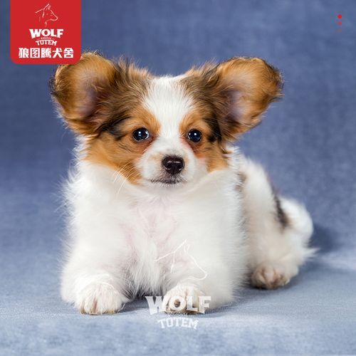 北京犬多少钱一只(不同血统价格差多少)