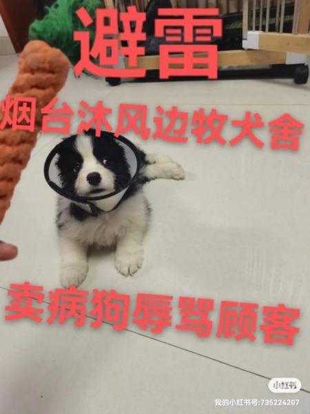 卖狗网(怎么才能找到合适的买家)