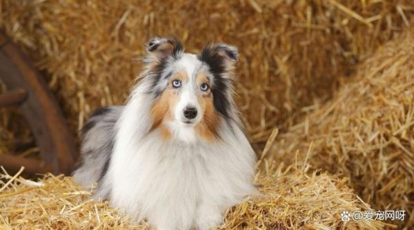 喜乐蒂牧羊犬价格(价格高低跟血统、毛色和产地有关吗)