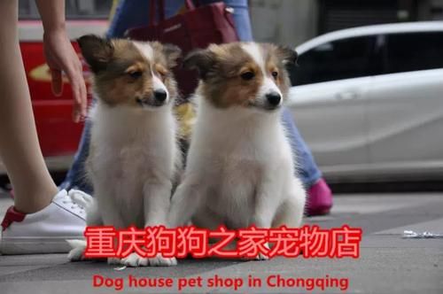 喜乐蒂牧羊犬价格(价格高低跟血统、毛色和产地有关吗)