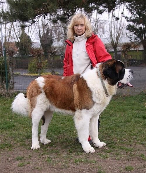 圣伯纳犬价格( 3000元和7800元能买到什么水平的)