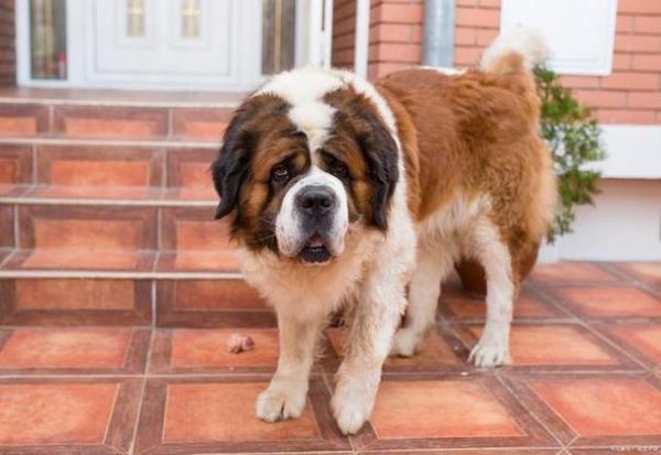 圣伯纳犬价格( 3000元和7800元能买到什么水平的)