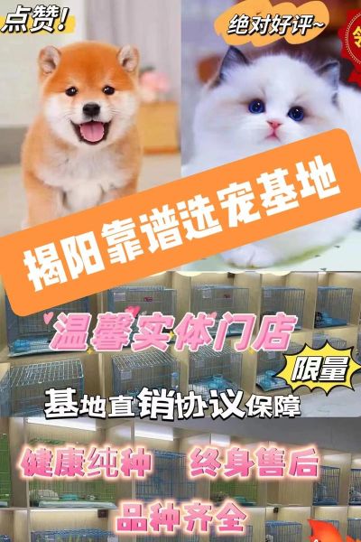 在线宠物咨询(在线平台靠谱吗)