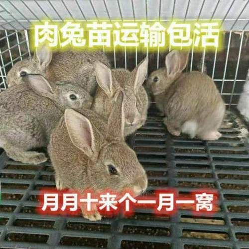 宠物兔子寿命(它能活过10年吗)