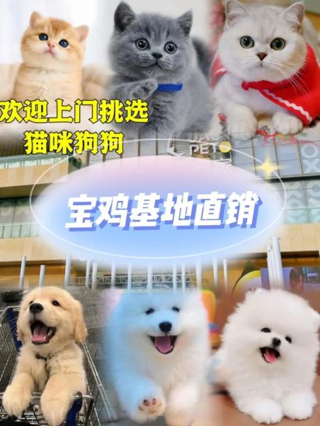 宠物狗交易网(应该怎么选择合适的平台)
