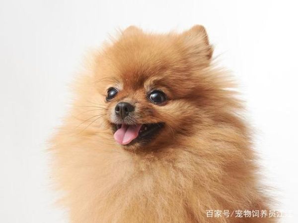 宠物狗网(哪个网站最权威)