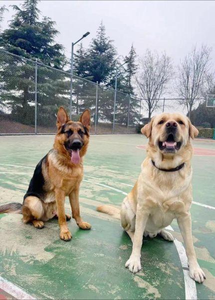德国牧羊犬吃什么( 德牧吃什么能长胖)