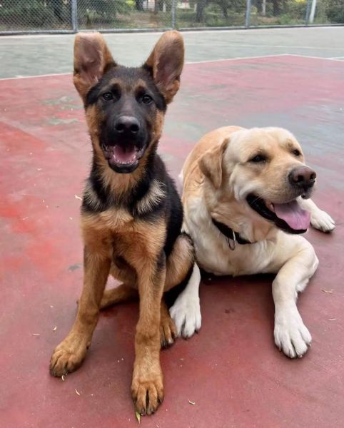德国牧羊犬吃什么( 德牧吃什么能长胖)