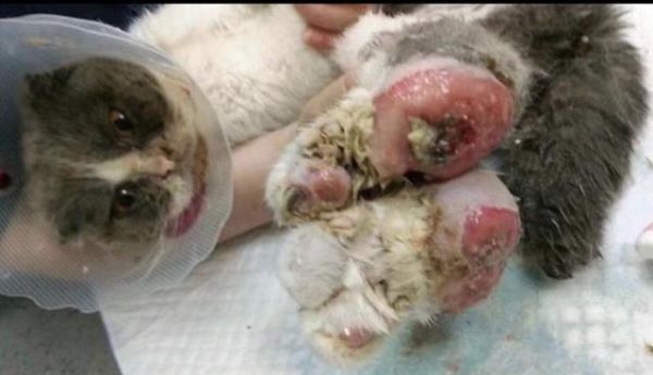 折耳猫遗传病(为什么很多折耳猫都活不长)
