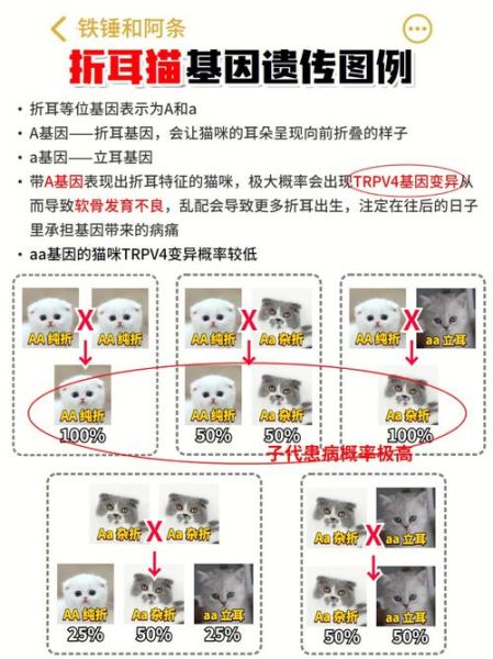 折耳猫遗传病(为什么很多折耳猫都活不长)