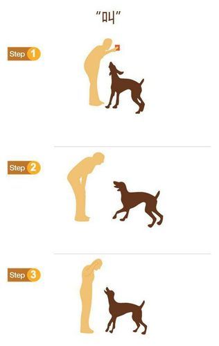 柯基犬怎么训练(有哪些训练小技巧)