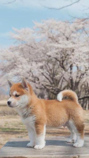 柴犬俊介(它跟柴犬有什么区别)