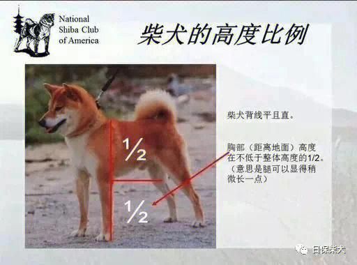 柴犬俊介(它跟柴犬有什么区别)
