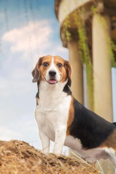 比格犬吃什么(怎样才能满足它们的需求)