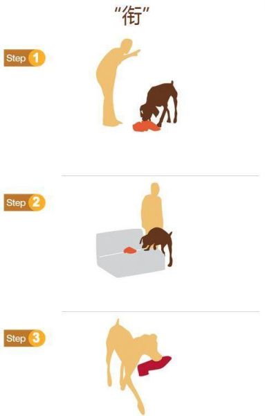 比格犬的训练( 怎么训练它规矩的散步)