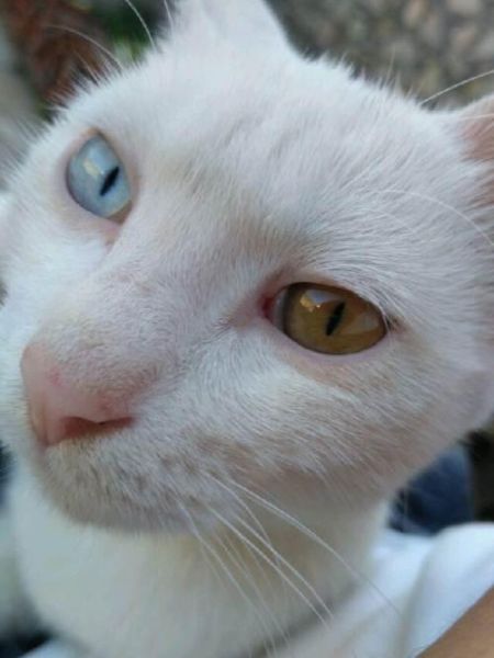 波斯猫的眼睛(透露着什么信息)