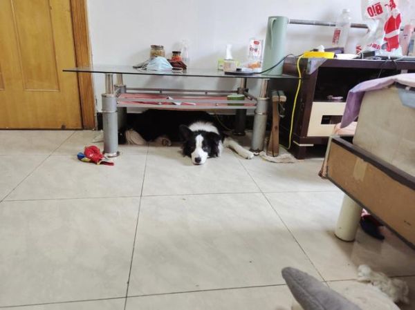 牧羊犬吃什么(还有哪些好吃又好用的美毛食材)