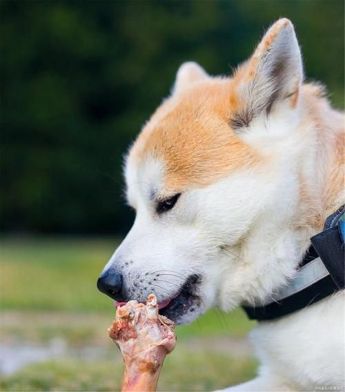 牧羊犬喜欢吃什么( 它们最爱啃哪种骨头)