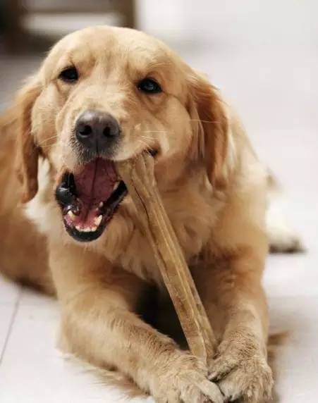 牧羊犬喜欢吃什么( 它们最爱啃哪种骨头)