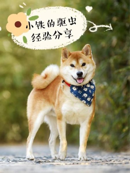 犬绦虫病(主人需要做什么)