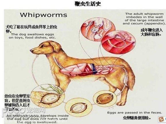 犬蛔虫病(犬蛔虫病对狗狗有什么危害)
