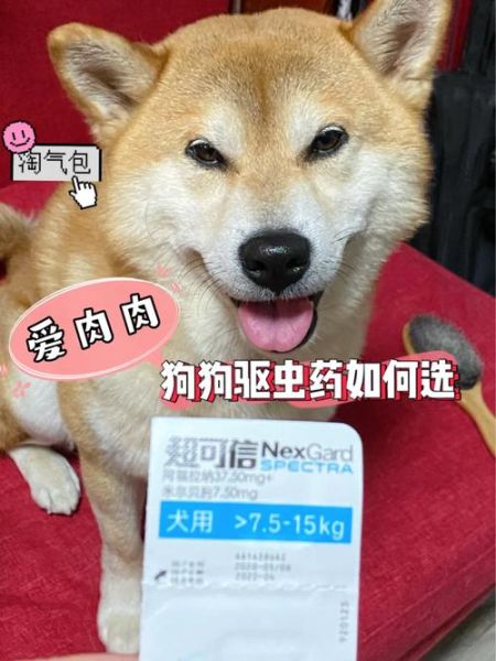 犬钩虫病( 如何保护狗狗安全)