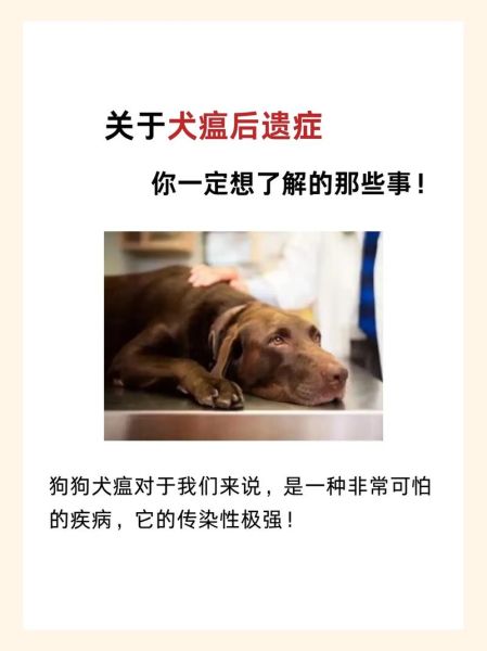 狗瘟后遗症(怎么判断它是否好了)