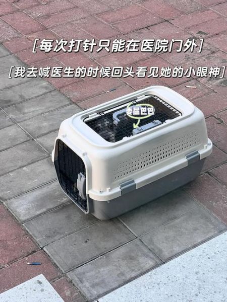 狗瘟的治疗方法(哪个方法最适合我家狗狗)
