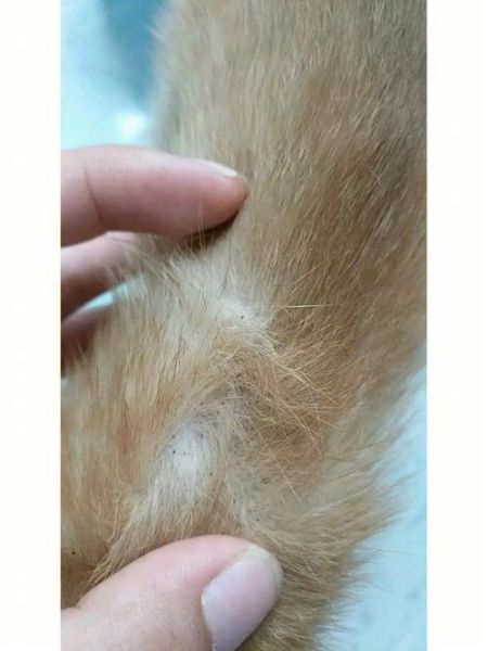 狗钩虫病(是不是得了钩虫病)
