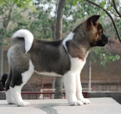 秋田犬性格(真的像忠犬八公一样忠诚吗)