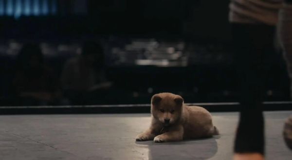 秋田犬性格(真的像忠犬八公一样忠诚吗)