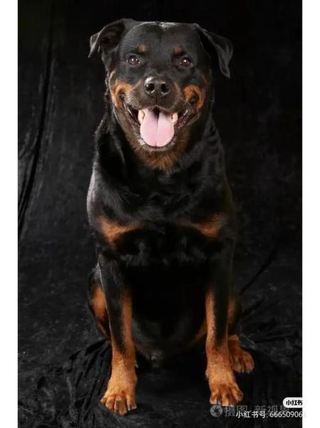罗威纳犬性格(温柔还是凶猛)