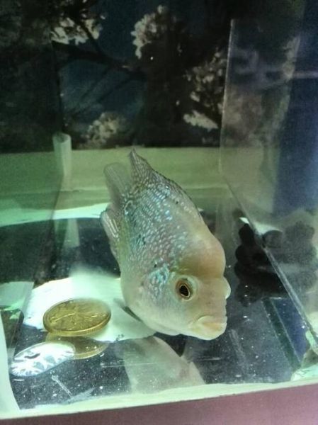 罗汉鱼吃什么起头(是起头饲料还是红虫好)