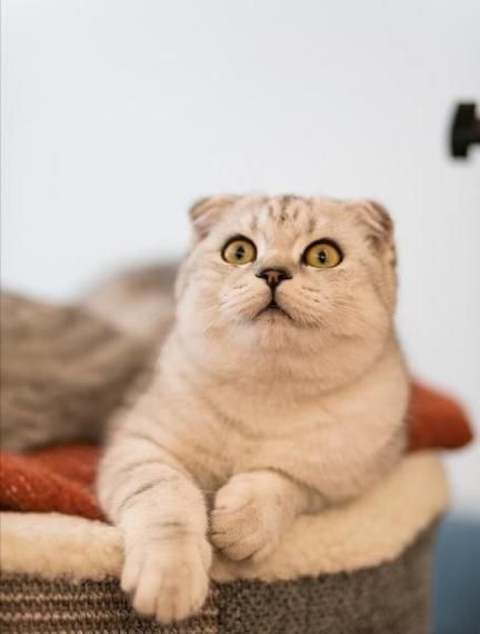 苏格兰折耳猫价格( 便宜的和贵的有什么区别)