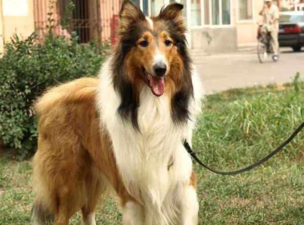 苏格兰牧羊犬好养吗( 它的运动量大吗)