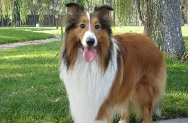 苏格兰牧羊犬好养吗( 它的运动量大吗)