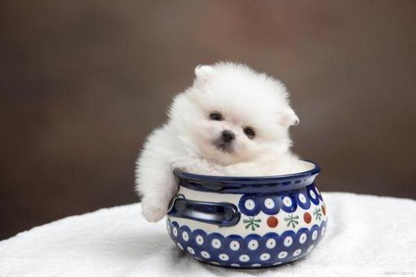 茶杯犬的寿命(它们到底能活多久)