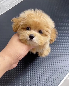 茶杯犬长不大吗(它们真的会一直保持那么小吗)