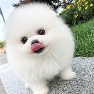 茶杯犬长不大吗(它们真的会一直保持那么小吗)