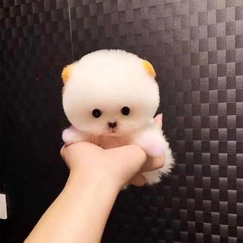 茶杯狗寿命(真的让人心疼)