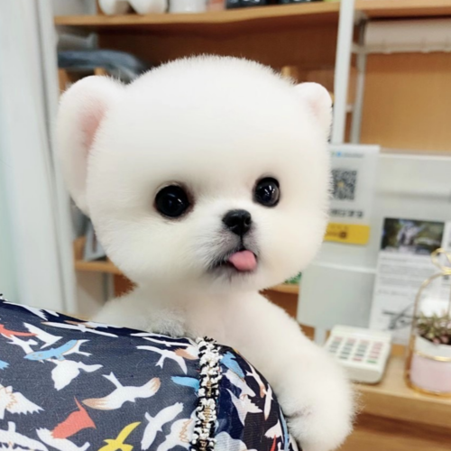 茶杯狗能活多久( 养它们真的值得吗)