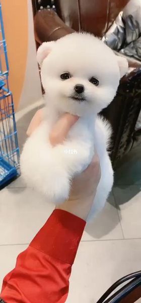 萌犬俊介是什么品种(它为什么让人如此喜爱)