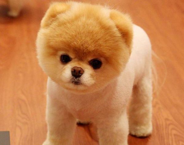 萌犬俊介是什么品种(它为什么让人如此喜爱)